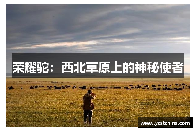 荣耀驼：西北草原上的神秘使者